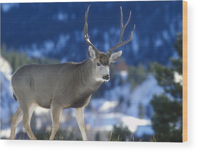 Animal Wood Print featuring the photograph Mule Deer Buck by Greg Ochocki