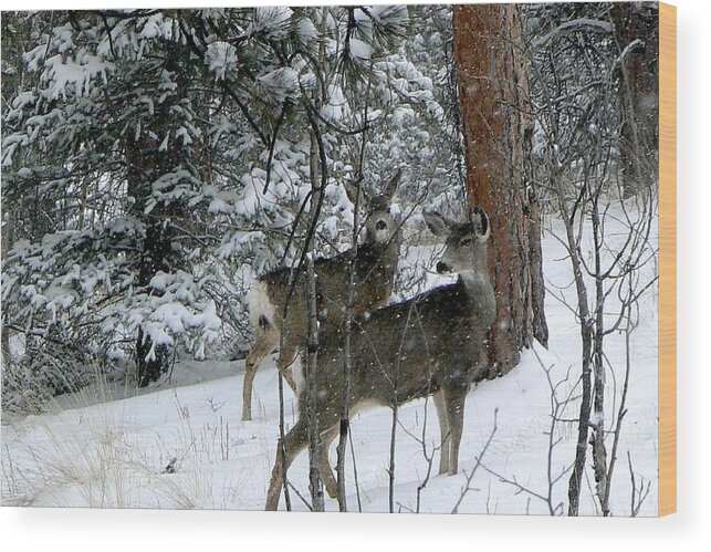 Colorado Wood Print featuring the photograph Mule Deer Does in a Snowfall by Marilyn Burton