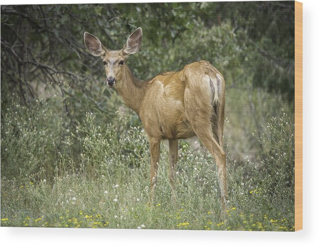 Grass Wood Print featuring the photograph Mule Deer looking at camera by John Morrison