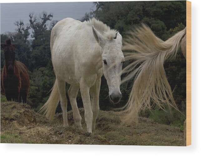 Animal Themes Wood Print featuring the photograph Mules Walk In N The Sierra Madre by Chico Sanchez