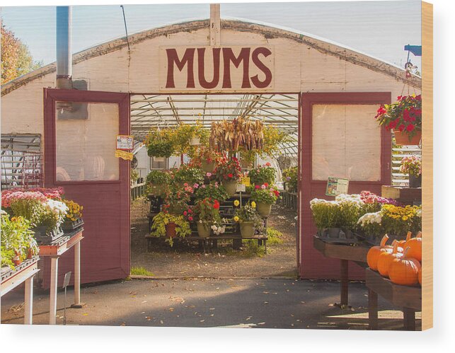 Farm Wood Print featuring the photograph Mums by Kathleen McGinley