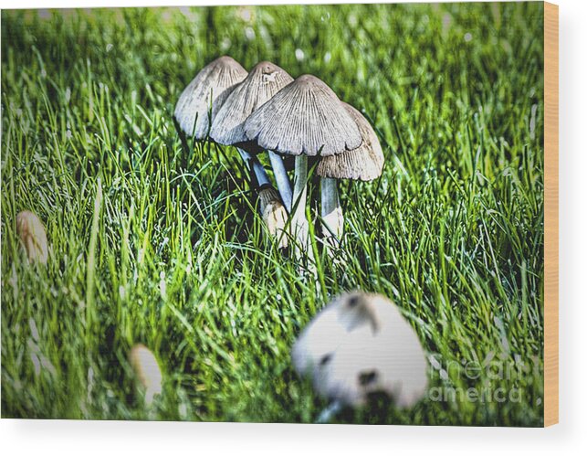 Botanical Wood Print featuring the photograph Mushroom in September HDR by Rich Collins