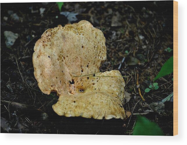 Mushroom Wood Print featuring the photograph Mushroom Supreme by Tara Potts
