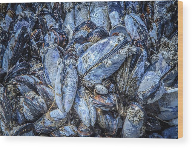 Mussels Wood Print featuring the photograph Mussels in Blue by Roxy Hurtubise