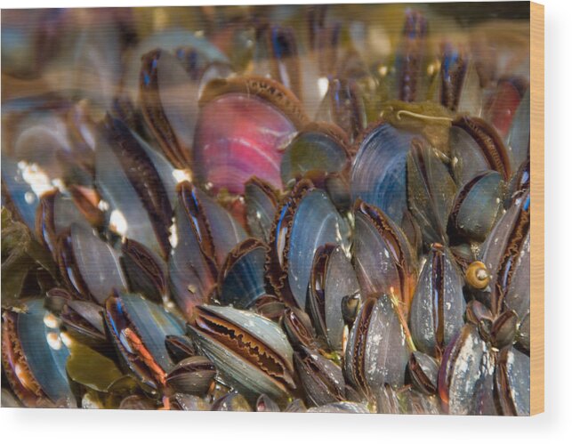 Mussels Wood Print featuring the photograph Mussels Underwater by Peggy Collins
