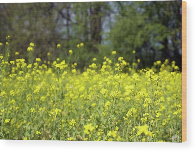 Michigan Wood Print featuring the photograph Mustard Field In Spring Bloom by Snap Decision