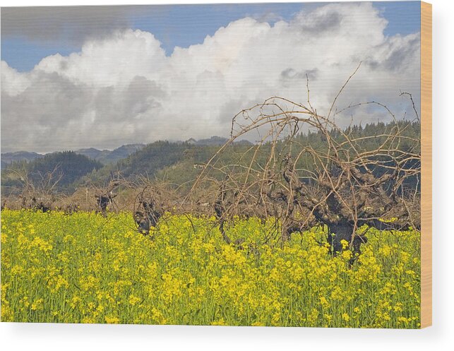 Mustard Field Wood Print featuring the photograph Mustard Field by Mick Burkey