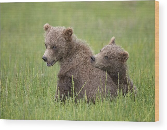 Bear Wood Print featuring the photograph My Best Friend by Renee Doyle