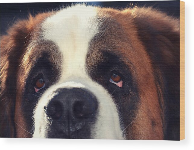 St. Bernard Wood Print featuring the photograph My Dog is My BFF by Robin Dickinson