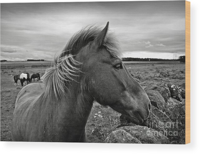 Horse Wood Print featuring the photograph My Scottish friend by RicardMN Photography