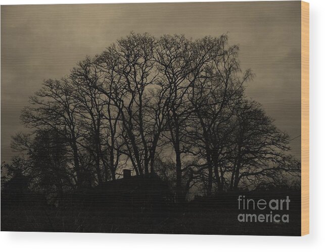 Tree Wood Print featuring the photograph Mysterious Trees 2 by Vicki Maheu