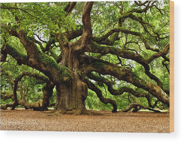  Johns Island Wood Print featuring the photograph Mystical Angel Oak Tree by Louis Dallara