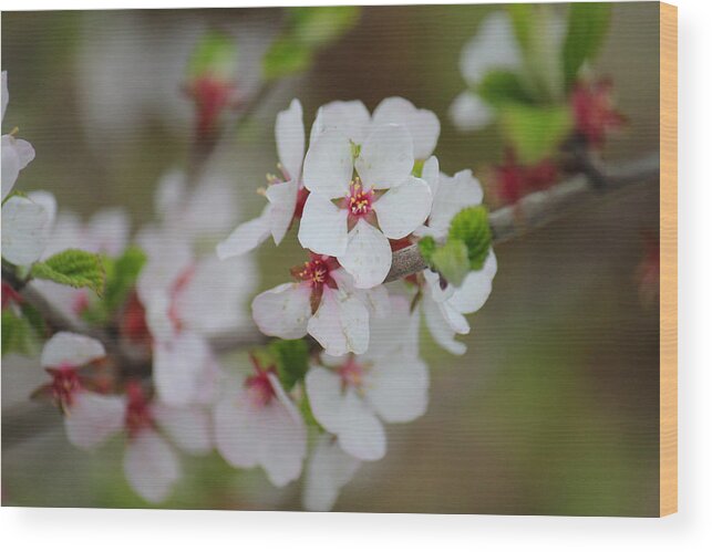 Nanking Bush Wood Print featuring the photograph Nanking Branch With Blossoms by Donna L Munro