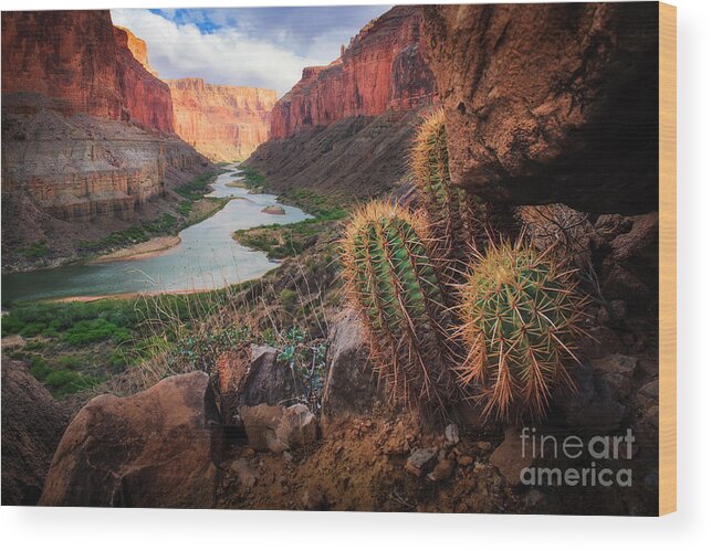 America Wood Print featuring the photograph Nankoweap Cactus by Inge Johnsson