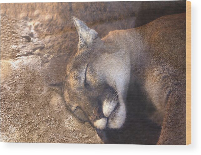 Cougar Wood Print featuring the photograph Nap Time by Mike Stephens