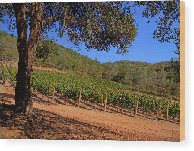 Vineyard Wood Print featuring the photograph Napa vineyard by Cliff Wassmann