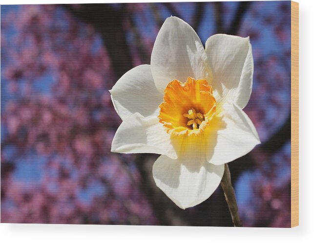 Skompski Wood Print featuring the photograph Narcissus And Cherry Blossoms by Joseph Skompski