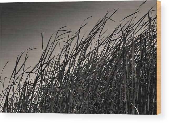 Blacks Wood Print featuring the photograph Natural Compromise by Steven Milner