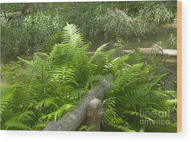 Hamilton Springs Texas Wood Print featuring the photograph Hamilton Springs Hike - Luther Fine Art by Luther Fine Art