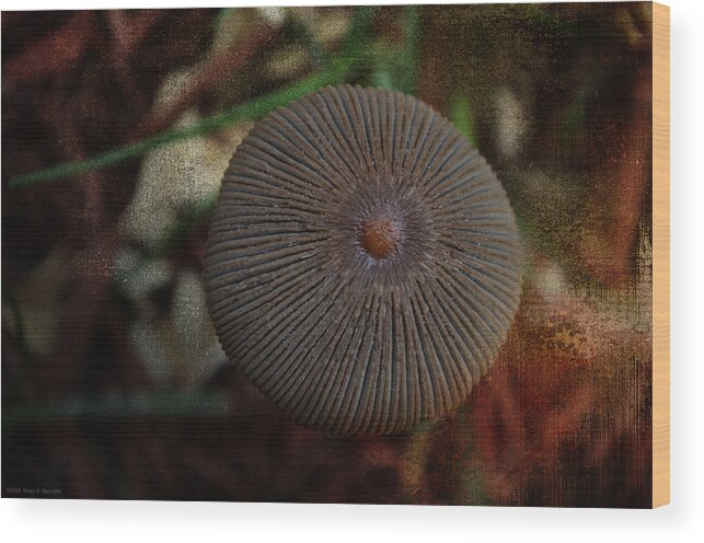 Nature's Button Wood Print featuring the photograph Nature's Button by Mary Machare