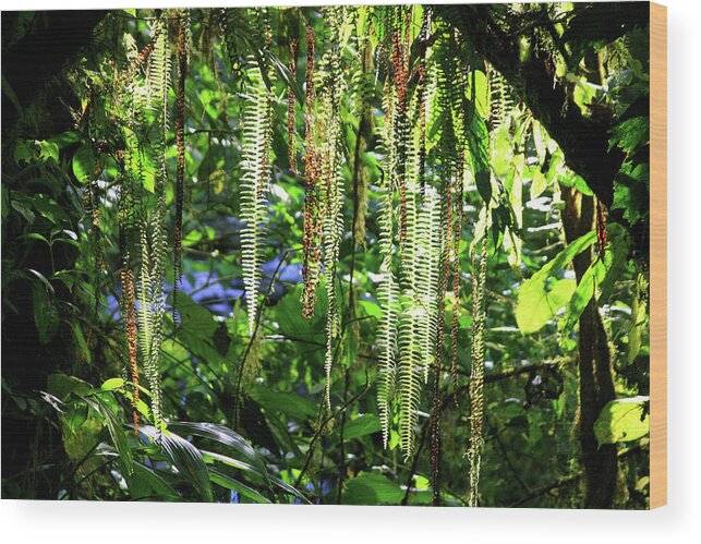 Ferns Wood Print featuring the photograph Natures Curtain by James Knight