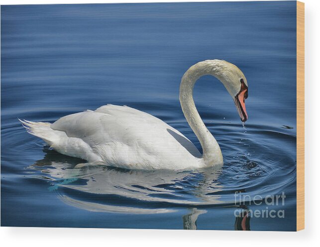 Swan Wood Print featuring the photograph Nature's Grace by Deb Halloran