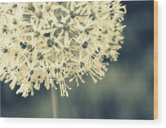 Flower Wood Print featuring the photograph Nature's Popcorn Ball by Andrea Platt