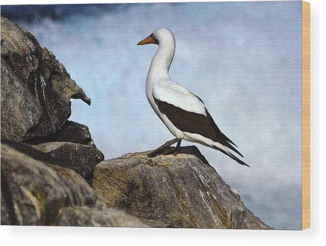  Nazca Booby Wood Print featuring the photograph Nazca Booby by Gary Hall