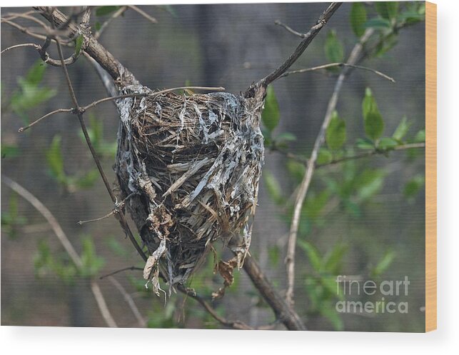 Bird Nest Wood Print featuring the photograph Nest by Joseph Yarbrough