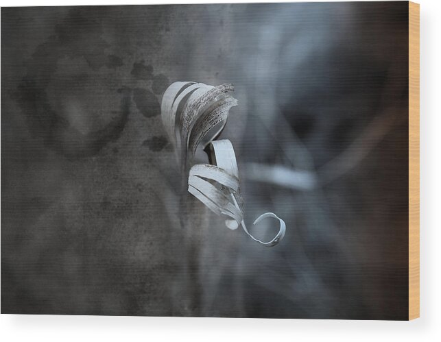 Curl Wood Print featuring the photograph Neutral Order by Mark Ross