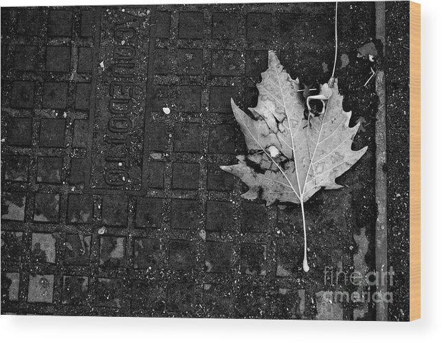 Leaf Wood Print featuring the photograph Never Let you Down by Donato Iannuzzi