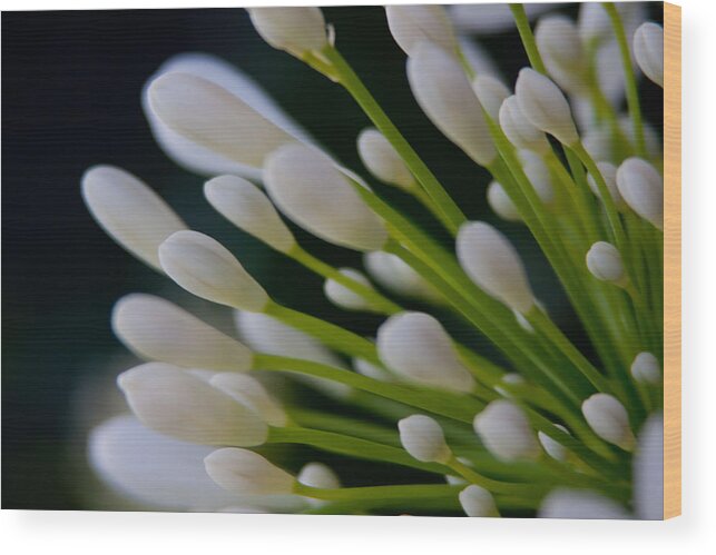 Agapanthus Wood Print featuring the photograph New Beginnings by Vanessa Thomas