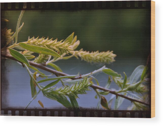 New Growth Wood Print featuring the photograph New Growth along the River by Mick Anderson