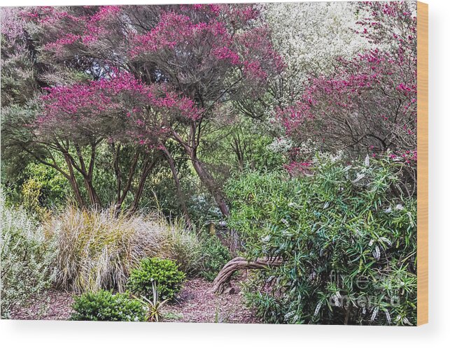 Botanical Garden Wood Print featuring the photograph New Zealand Tea Tree II by Kate Brown