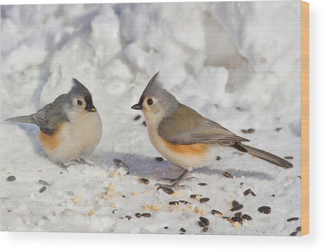 Birds Wood Print featuring the photograph Nice Pair Of Titmice by John Absher