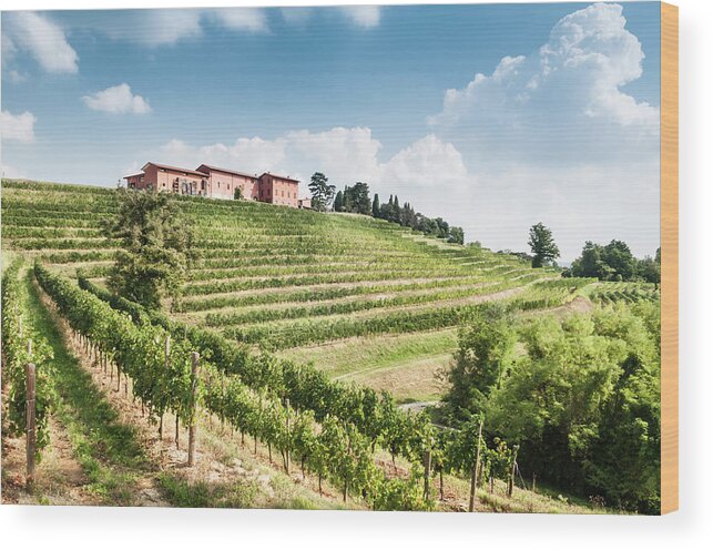 Scenics Wood Print featuring the photograph Nice Vineyard Landscape In North Of by Bosca78