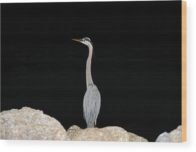 Blue Heron Wood Print featuring the photograph Night of the Blue Heron 2 by Anthony Baatz