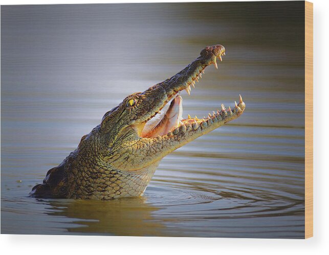 Crocodile Wood Print featuring the photograph Nile crocodile swollowing fish by Johan Swanepoel