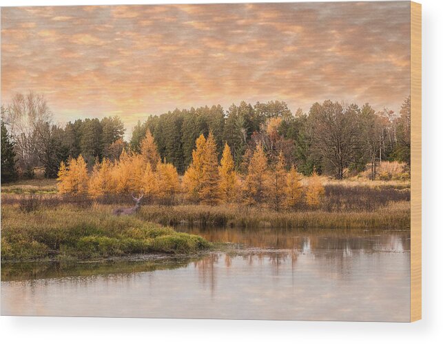 Deer Wood Print featuring the photograph Tamarack Buck by Patti Deters