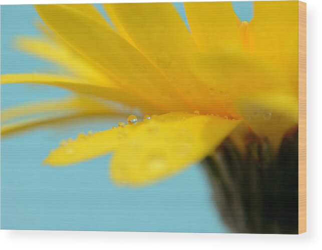 Flower Wood Print featuring the photograph No Matter What by Melanie Moraga