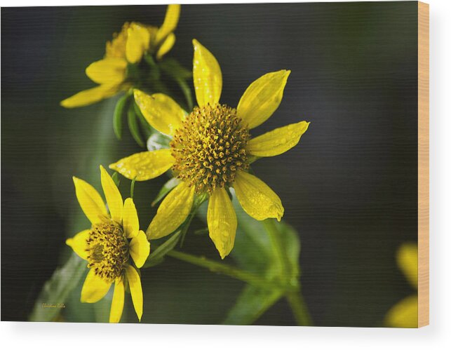 Flowers Wood Print featuring the photograph Nodding Bur Marigold by Christina Rollo