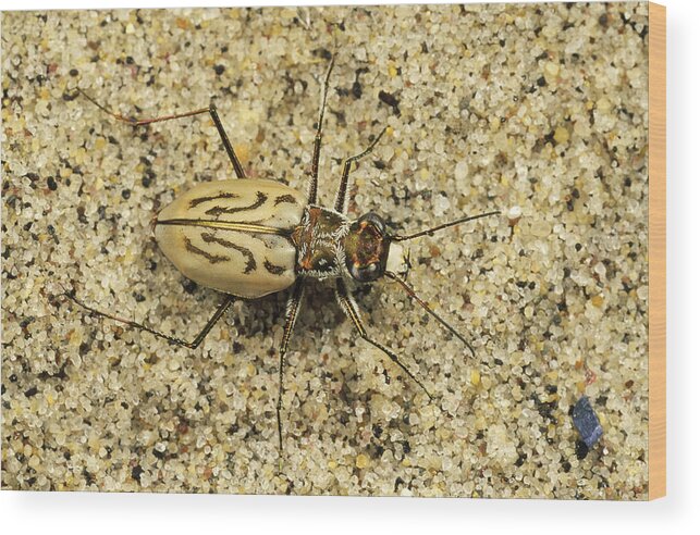 Feb0514 Wood Print featuring the photograph Northern Beach Tiger Beetle Marthas by Mark Moffett