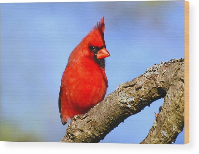 Northern Cardinal Wood Print featuring the photograph Northern Cardinal by Christina Rollo