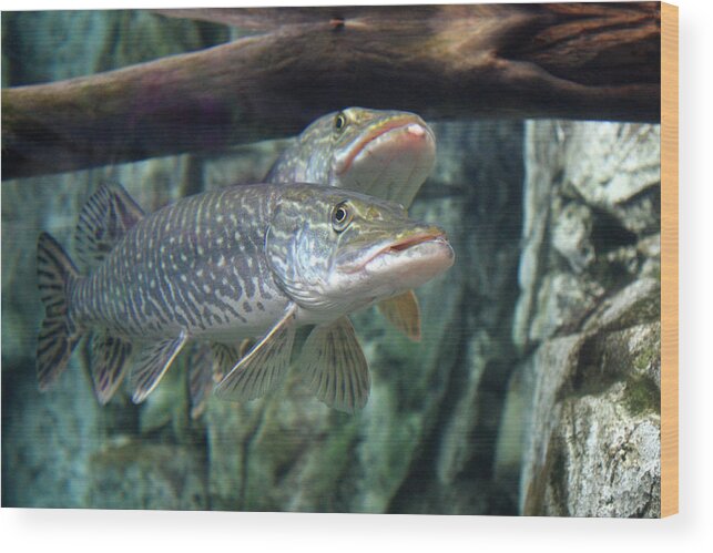 Northern Pike Wood Print featuring the photograph Northern Pike by Shane Bechler