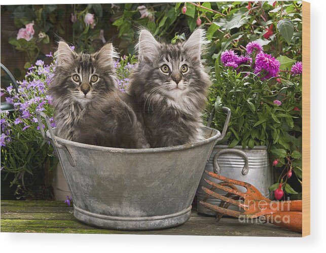 Norwegian Forest Cat Wood Print featuring the photograph Norwegian Forest Kittens by Jean-Michel Labat