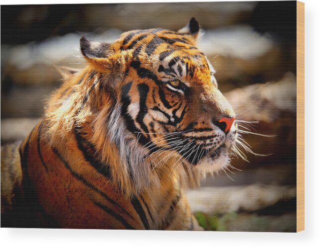 Tiger Wood Print featuring the photograph Not a Tigger by Lynn Sprowl