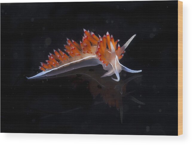 Blue Wood Print featuring the photograph Nudibranch by Sandra Edwards