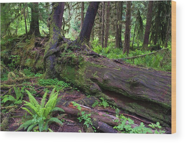 Tranquility Wood Print featuring the photograph Nurselog In The Temperate Rainforest by Ed Reschke
