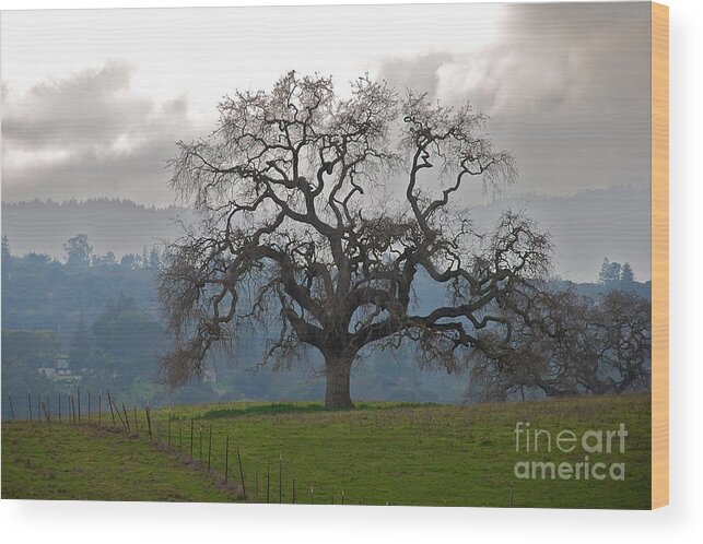 California Oak Wood Print featuring the photograph Oak in Fog by Amy Fearn