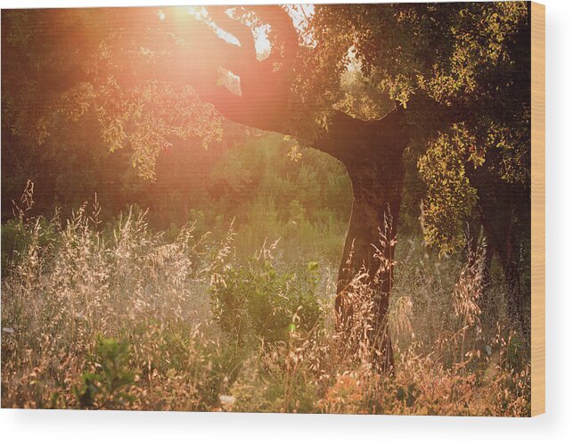 Grass Wood Print featuring the photograph Oak Tree Against Evening Sun by Aprott